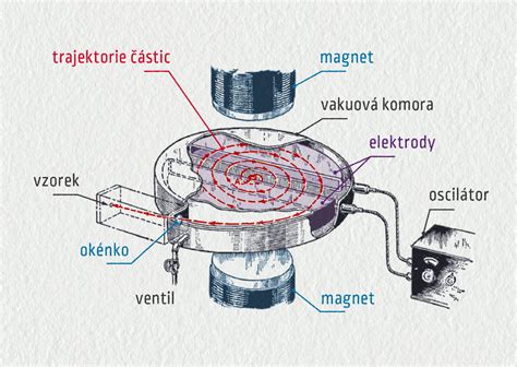 Anatomický prierez šampiňónu s popisom častí