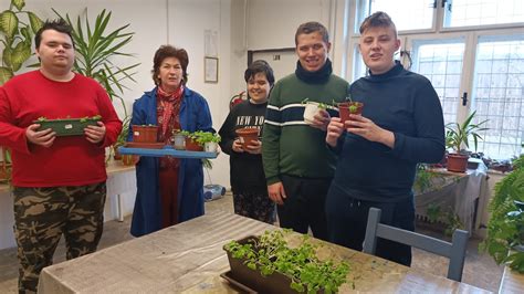 Príprava zemiakovej hľuzy na sadenie ruže