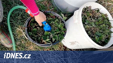 Infografika: výroba žihľavového hnojiva