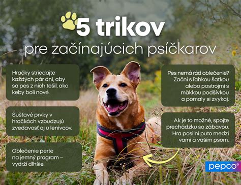Zdravotné benefity čerstvého krmiva pre psov - infografika