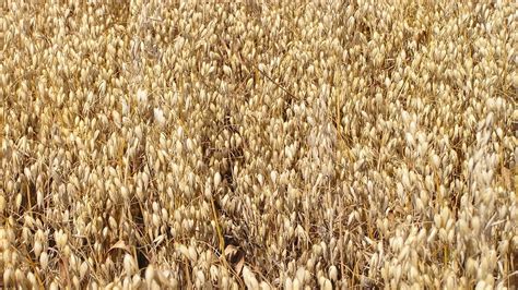 Ovos siaty (Avena sativa)