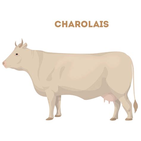 Charakteristické znaky plemena Charolais