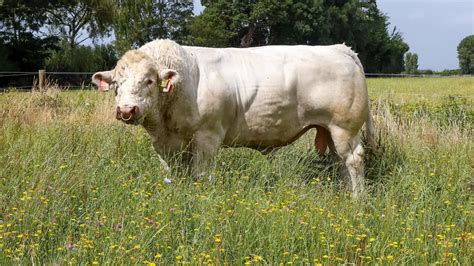 Kríženie Charolais s inými plemenami