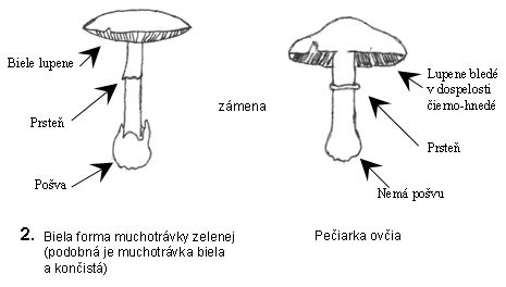 Rozdiel medzi podkožným a viscerálnym tukom