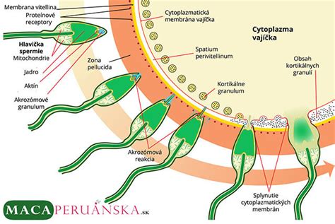 Schéma ovulácie a cesty spermií k vajíčku v ženskej reprodukčnej sústave