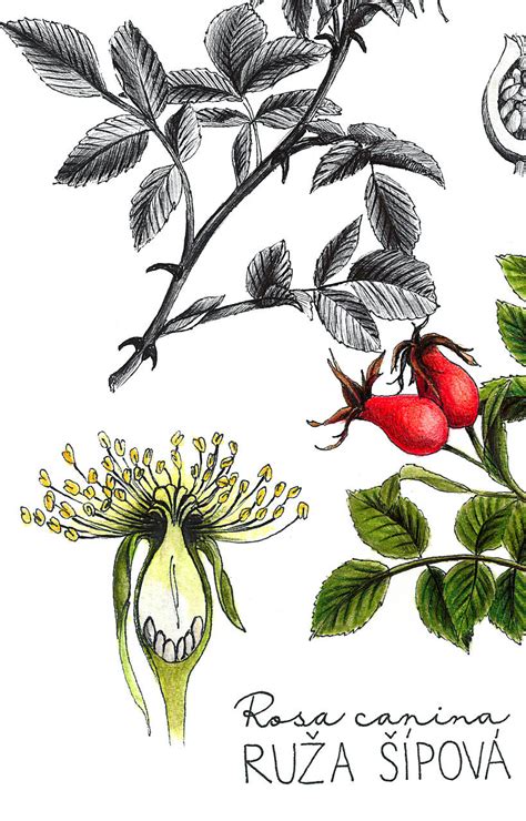 Zemiak - botanická ilustrácia
