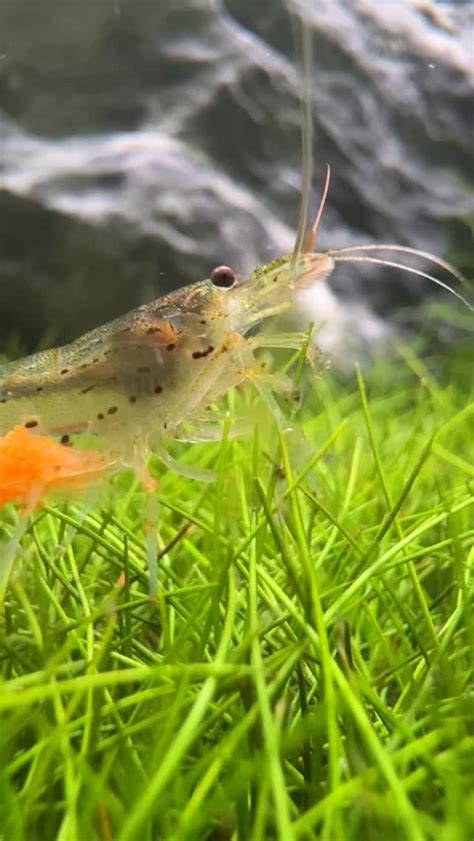 skupina akvarijných kreviet na rastlinách