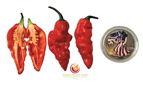 Porovnanie rôznych druhov paprík (Kilián, Ostry F1, Ilika, Naga Morich)