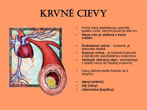 Schéma účinkov flavan-3-olov na cievy