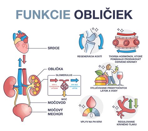 Zdravé obličky a ich funkcie