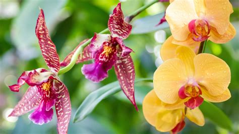 Fotopostup výroby cukrovej orchidey