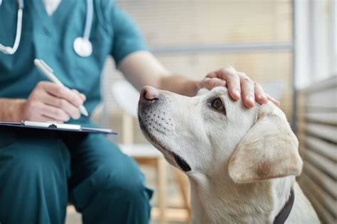 Veterinár s majiteľom psa diskutujú o eliminačnej diéte