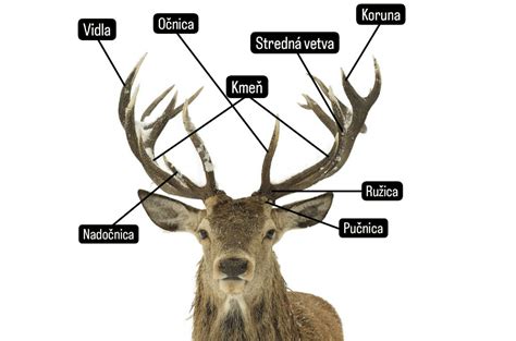 jelenie parožie v období ruje