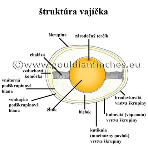 Schéma procesu tvorby vajca v sliepke
