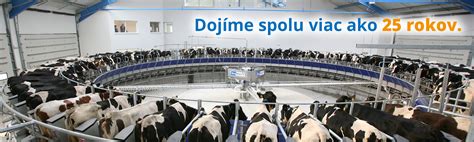 Mliečna farma a proces dojenia kráv