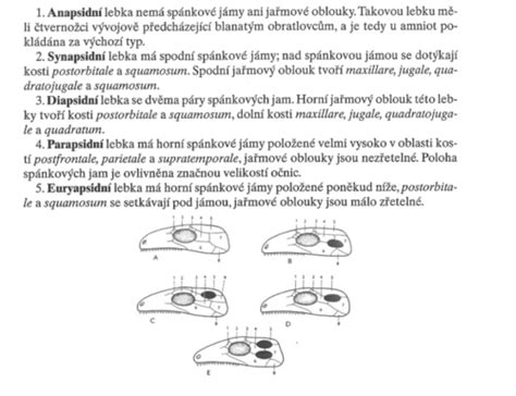 Ilustrácia odberu mandlí u diviaka