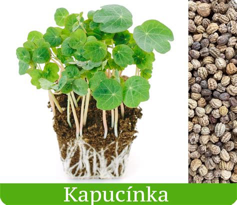 Záhradnícke semienka