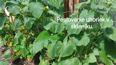 Schéma správneho výsevu a rozostupov uhoriek v skleníku