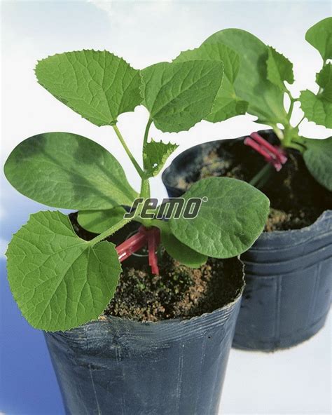 Návod na vrúbľovanie uhoriek pre zvýšenie odolnosti