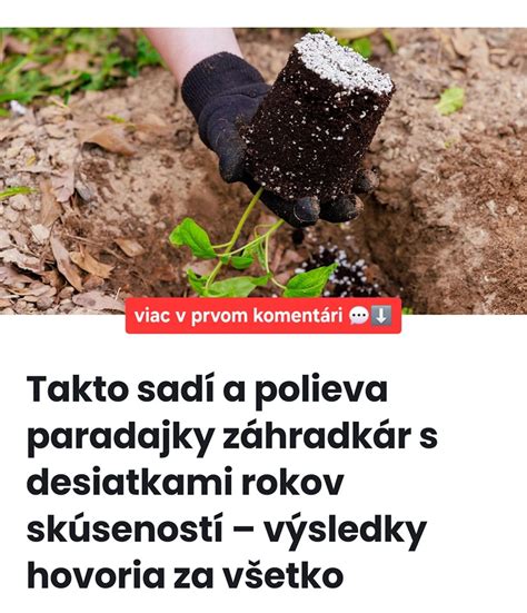 Záhradník polieva paradajky ku koreňom