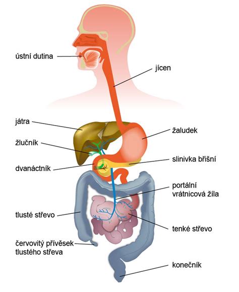 schéma tráviaceho systému a pohyb stolice