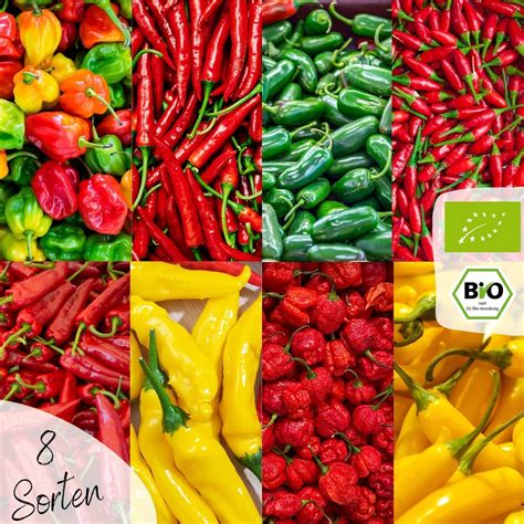 Výber kvalitných semien chilli