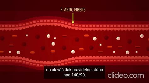 Schéma: Ako zeler ovplyvňuje krvný tlak