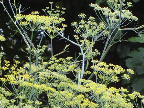 Ilustrácia rastliny fenikel obyčajný (Foeniculum vulgare)