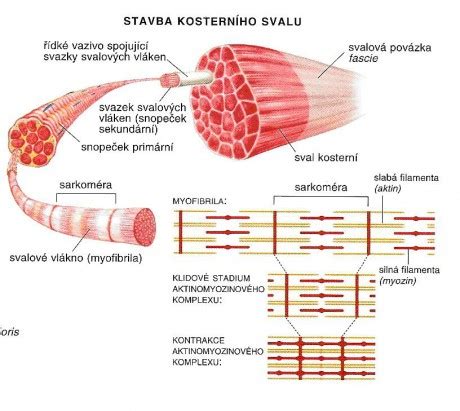 Štruktúra kostí a svalov