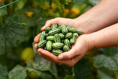 Mexická kyslá uhorka nazývaná myší melón