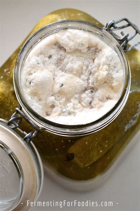 Biela pleseň na kvasených uhorkách - Kahm yeast