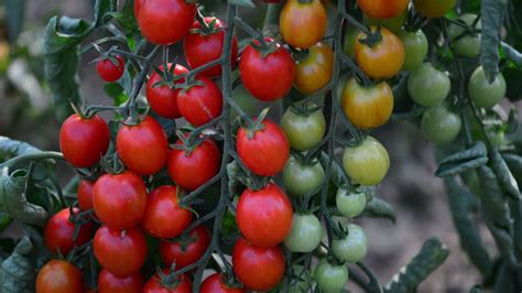 Odroda paradajky Consuelo F1 geneticky odolná proti plesni