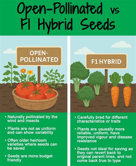 Porovnanie F1 hybridu a open pollinated semien