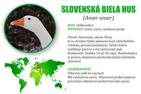 Slovenská biela hus na zelenej pastve