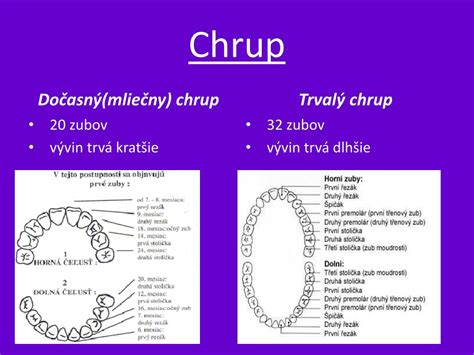 Trvalý chrup diviaka