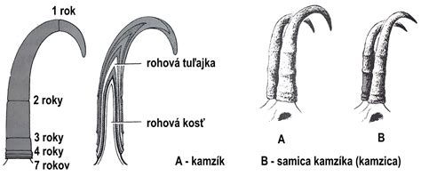Určovanie veku kancov podľa klov