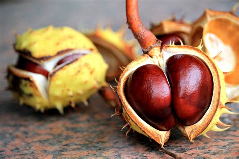Jesenné ingrediencie: tekvica, gaštany, šípky, huby