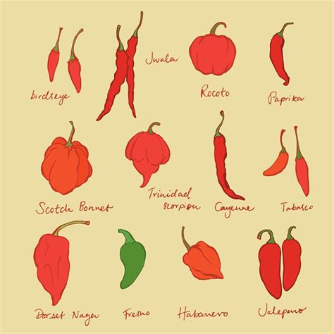 Rôzne druhy sušených chilli papričiek používaných v mexickej kuchyni