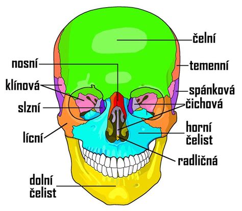 Schéma hlavy s vyznačenými dutinami a Eustachovou trubicou
