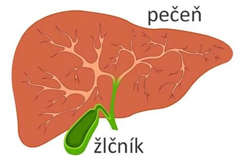 Funkcie pečene a žlčníka