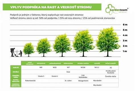 Schéma rastu kukurice a vplyv FAO čísla na dĺžku vegetácie