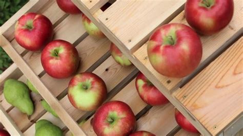 Uskladnené jablká v pivnici