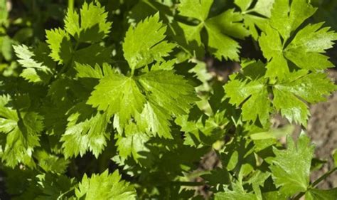 Čerstvý ligurček (maggi bylinka)