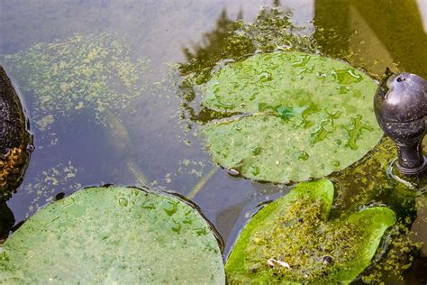 Fotografia rýb konzumujúcich riasy v jazierku