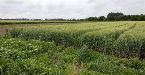 Vplyv GMO na biodiverzitu