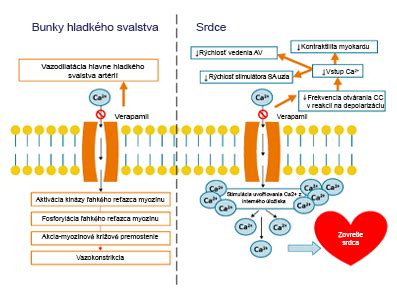 Schéma: Mechanizmus účinku enzymoterapie pri zápaloch