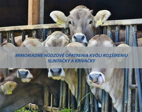 ilustrácia vŕtavky mrkvovej a preventívne opatrenia