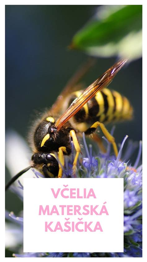 Včelia materská kašička ako zdroj energie