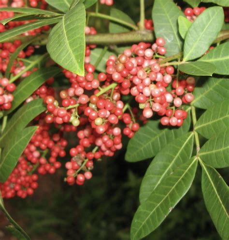 Kvitnúci poprovec brazílsky (Schinus terebinthifolius)