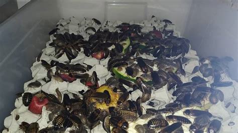 Farma na chov jedlého hmyzu